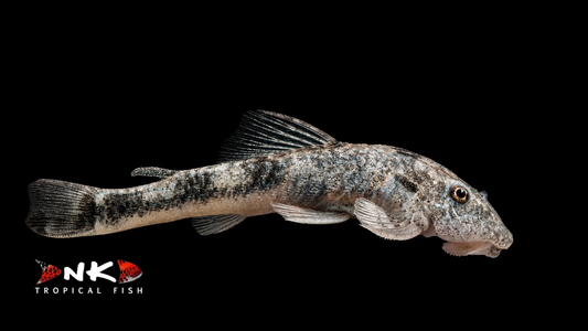 LDA 25 Pitbull Pleco WF 4-5 cm