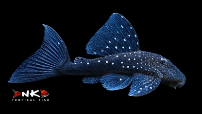 L 128 Blue Phantom WF 4 cm