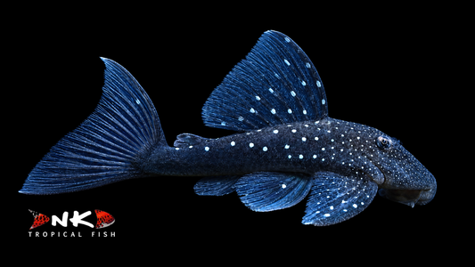 L 128 Blue Phantom WF 4 cm