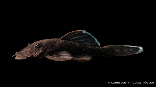 L 183 Weißsaum-Ancistrus WF 5-6 cm