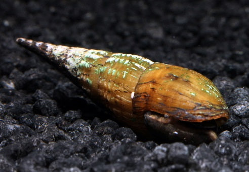 Langnasen Schnecke