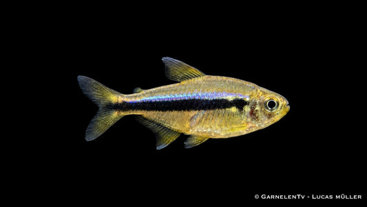 Lapis Tetra NZ lg