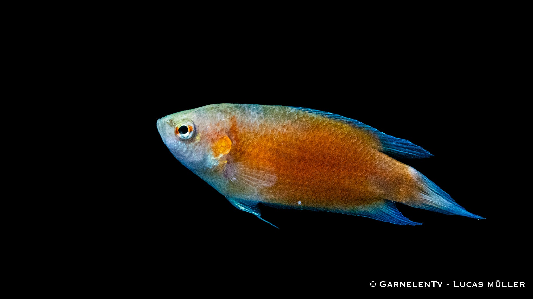 Makropode fire and ice ENZ ml – NKTropicalfish.com