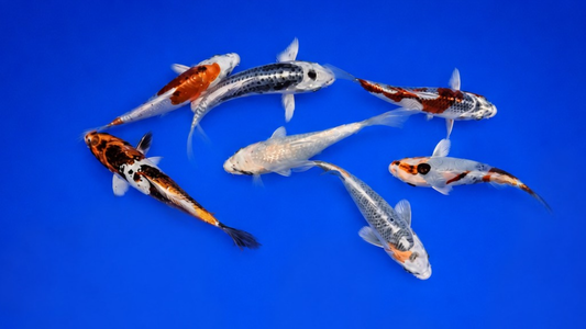 Japankoi Marusaka 15-18 cm