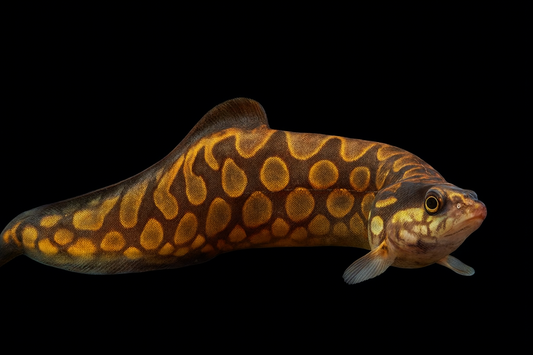 Marmorstachelaal 8-10 cm