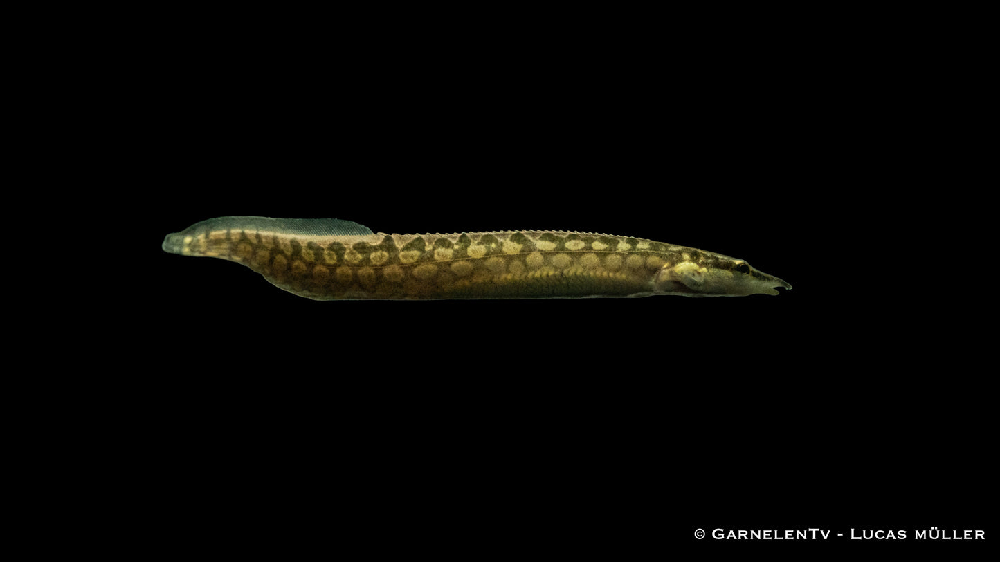 Marmorstachelaal WF 10 cm