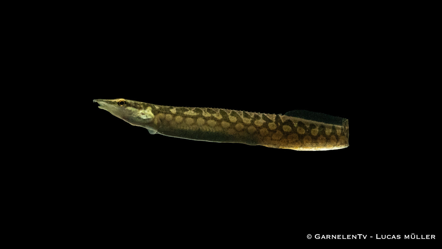 Marmorstachelaal WF 10 cm