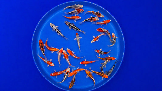 Japankoi Marusaka 12-15 cm