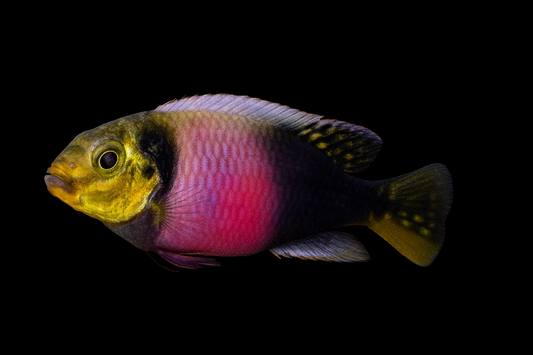 Matadi Zwergbuntbarsch 4-6 cm