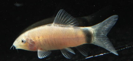 Mausschmerle 6 cm