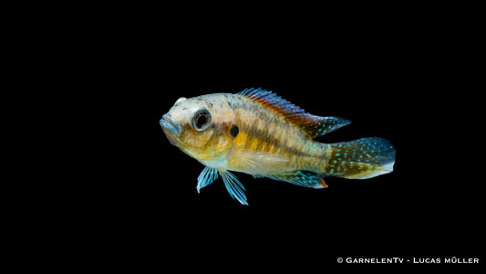 Messing Maulbrüter DNZ 4-5 cm