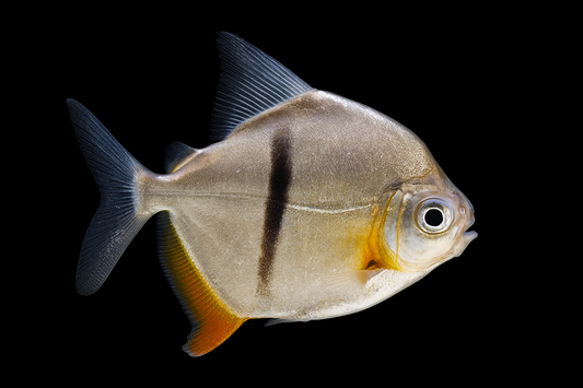 Schomburgks Scheibensalmler 6-7 cm