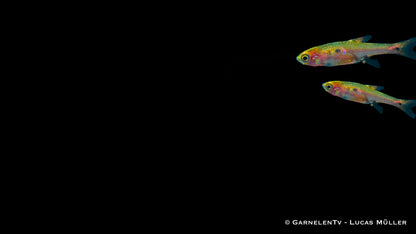 Micros-Zwergbärbling med