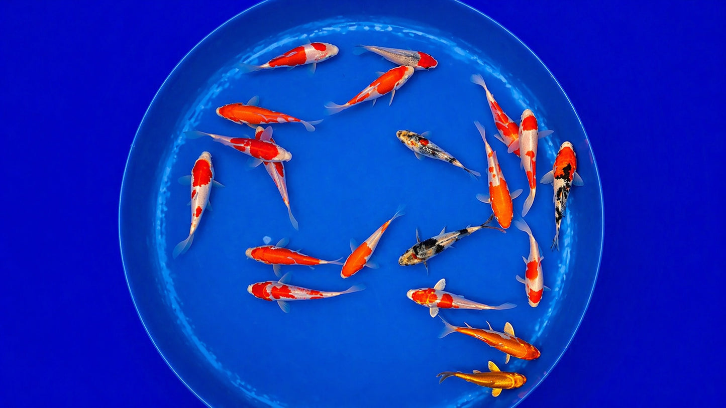 Japankoi Miyako 11-13 cm