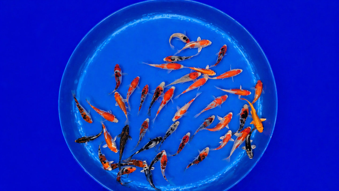 Japankoi Miyako 8-11 cm