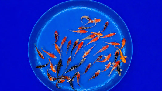 Japankoi Miyako 10-12 cm