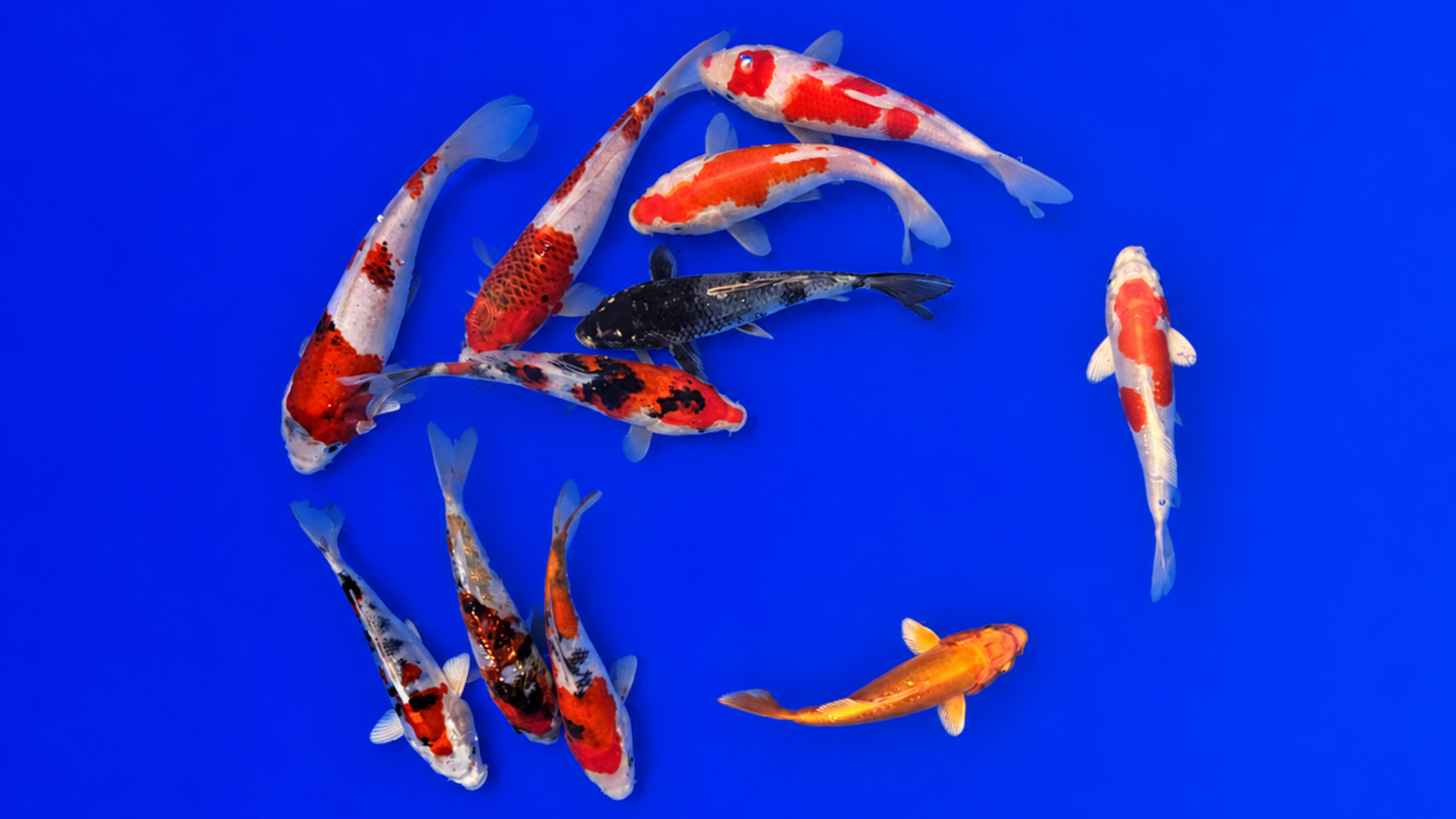 Japankoi Miyako 18-25 cm