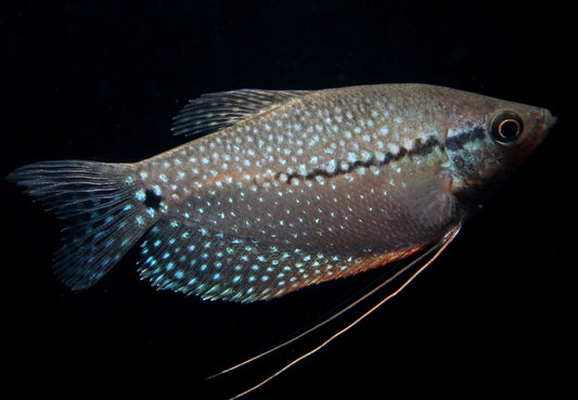 Mosaikfadenfisch DNZ med