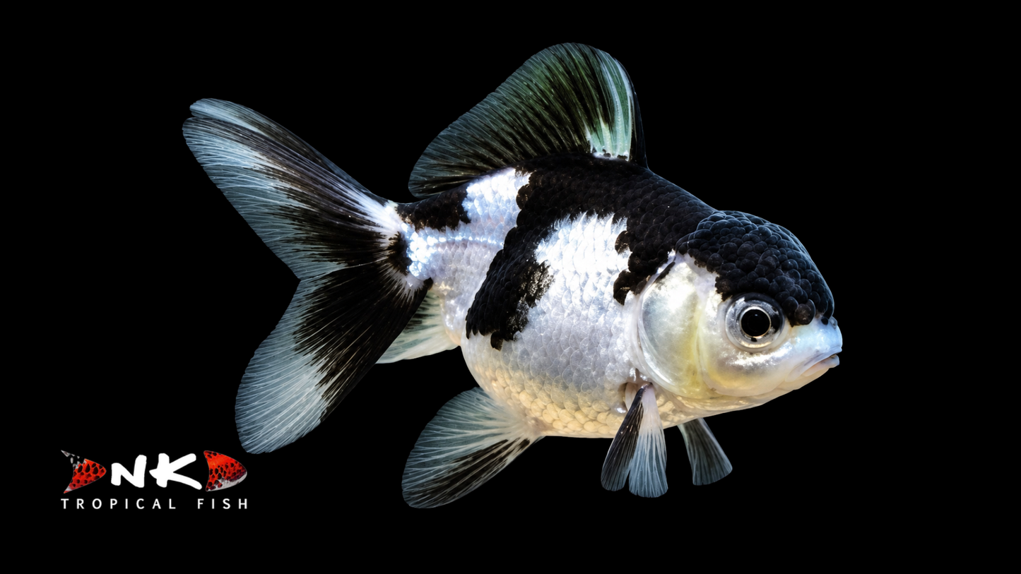 Oranda panda 4 cm