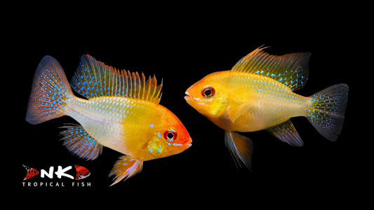 Schmetterlingsbuntbarsch gold ENZ ml