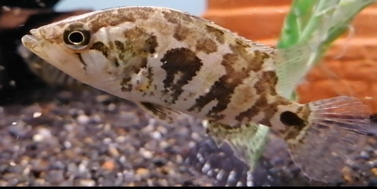 Nanderbarsch WF 6-8 cm