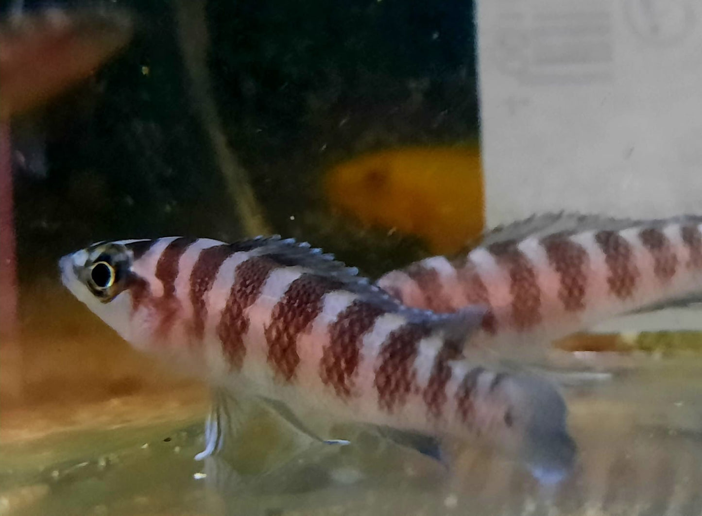 Gestreifter Tanganjika Buntbarsch DNZ 4-5 cm