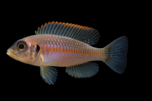 Tanganjika Schneckenbuntbarsch ml