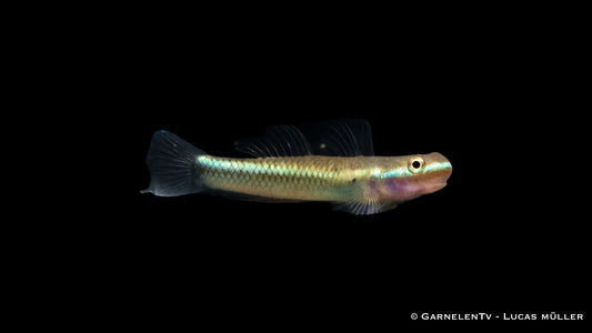 Neonblaue Algengrundel 3-4 cm