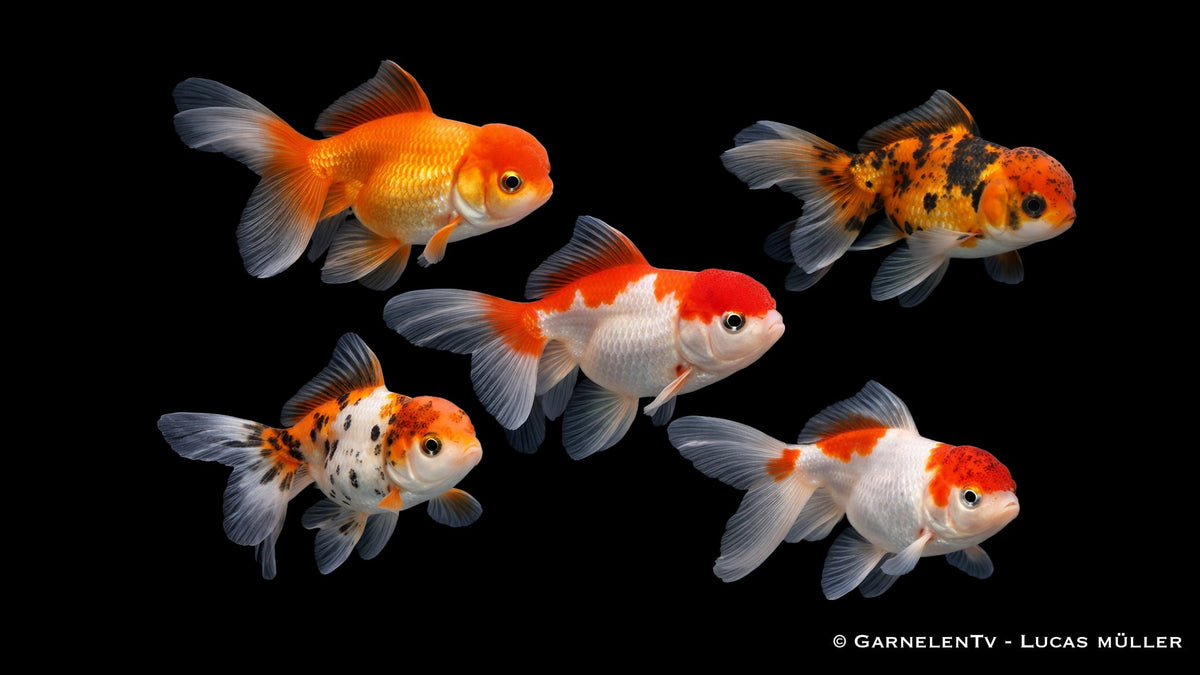 Oranda 4-5 cm
