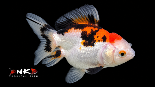Oranda panda tricolor HQ 7-9 cm