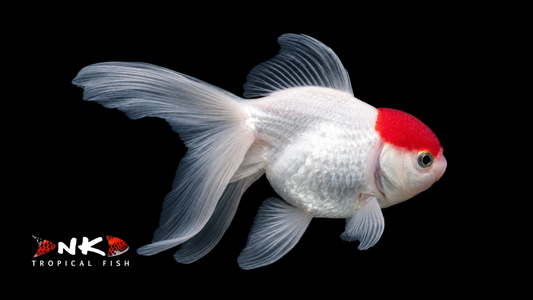 Oranda rotkappe 6-7 cm