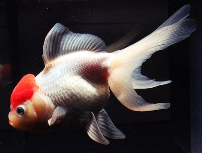 Oranda rotkappe 6-7 cm