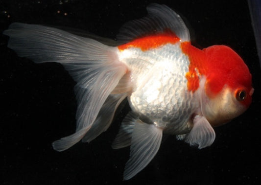 Oranda 8-10 cm