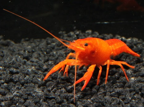 Volcano orange Lobster DNZ 7-9 cm