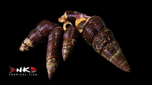 Gelbe Sulawesi Perlhuhnschnecke