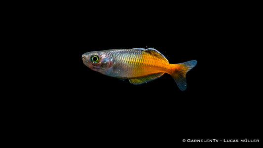 Orange Blauer Regenbogenfisch HQ DNZ 4 cm