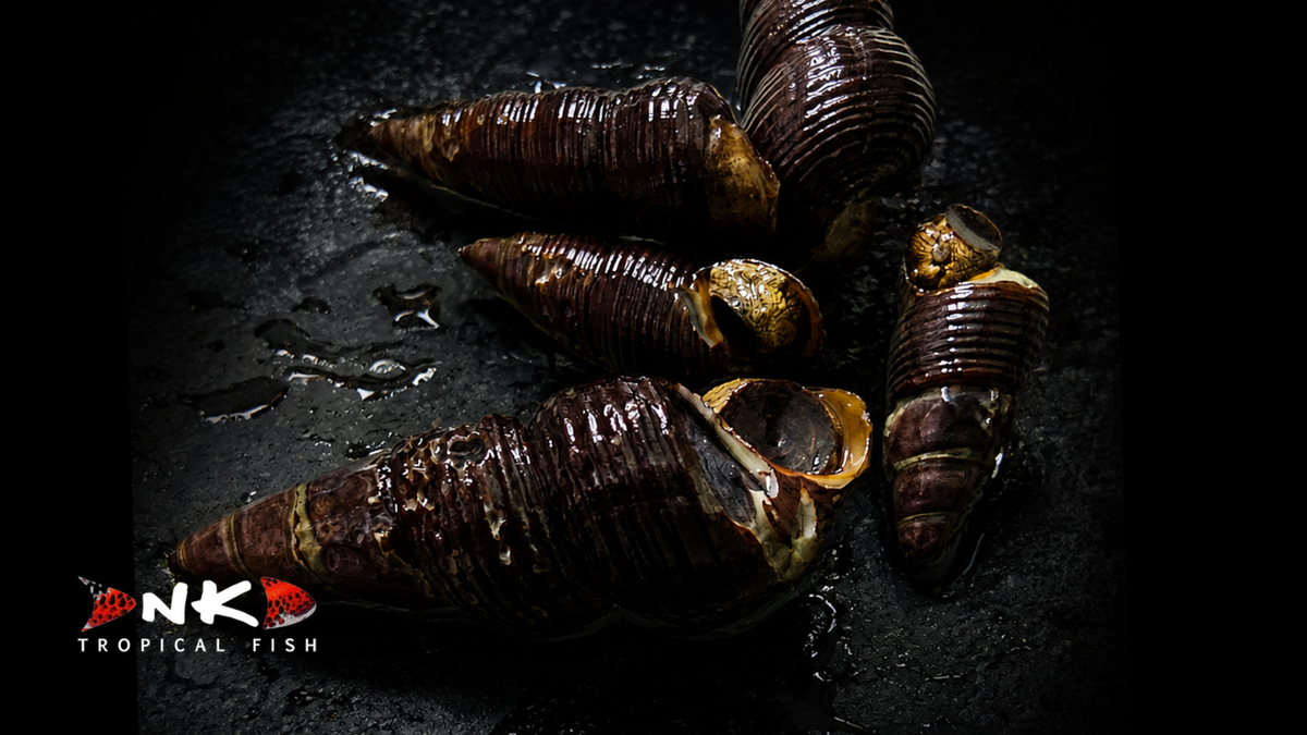 Gelbe Sulawesi Perlhuhnschnecke