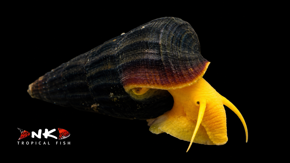 Gelbe Sulawesi Perlhuhnschnecke