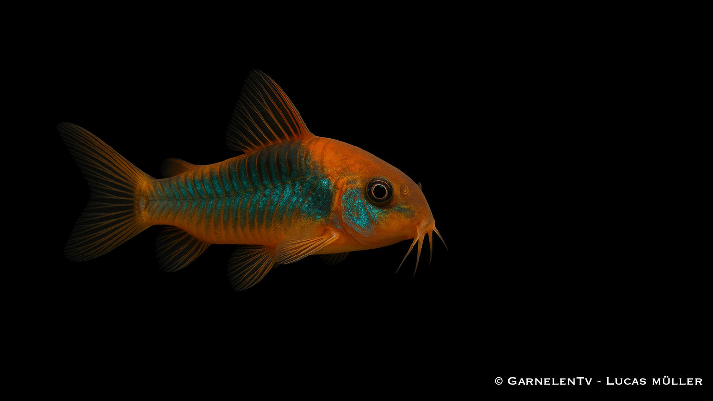 Venezuela Panzerwels orange DNZ med