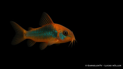 Venezuela Panzerwels orange DNZ med