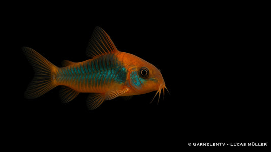 Venezuela Panzerwels orange DNZ med