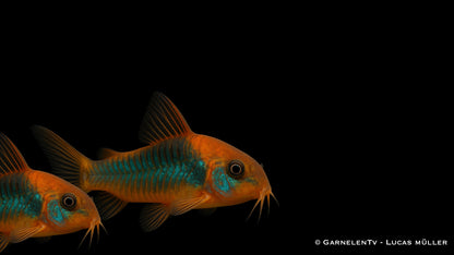 Venezuela Panzerwels orange DNZ med