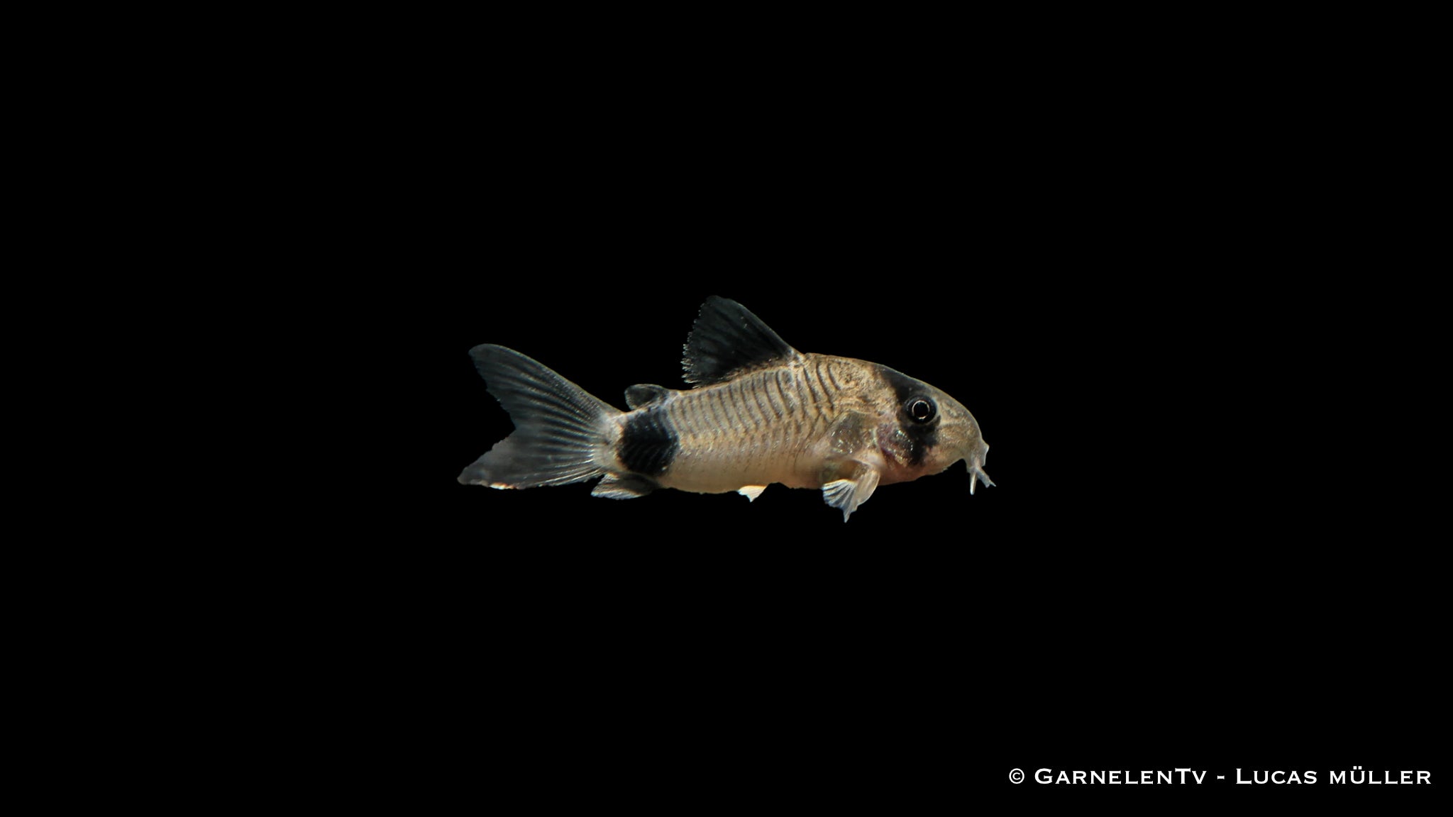 Panzer Panda Pandapanzerwels DNZ med – NKTropicalfish.com