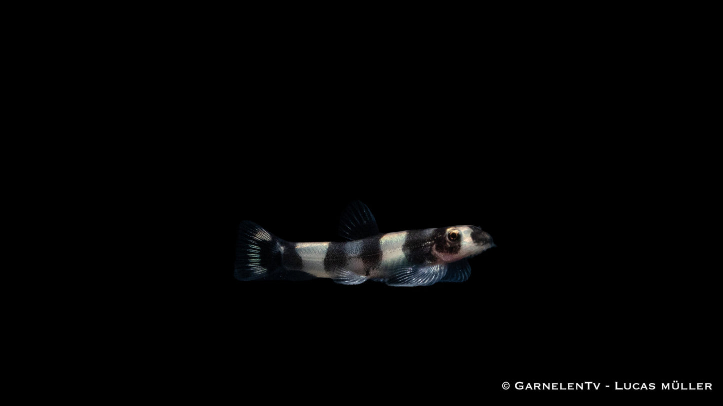 Pandaschmerle WF 3 cm