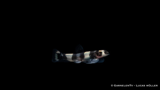 Pandaschmerle WF 3 cm