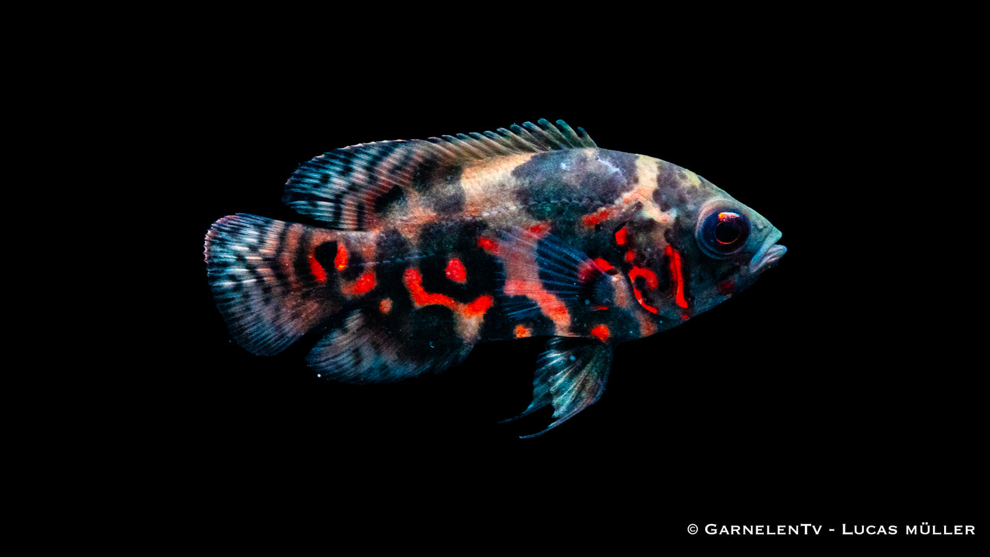 Pfauenaugenbuntbarsch rot-tiger 5 cm