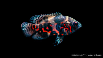 Pfauenaugenbuntbarsch rot-tiger 5 cm