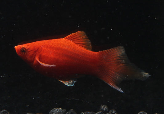 Pinselplaty korall rot SBS ml