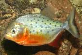 Piranha EU-NZ 3-4 cm