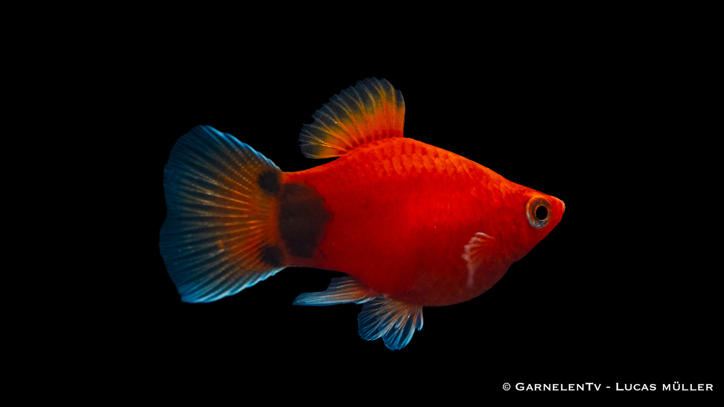 Platy korall rot mond SBS lg